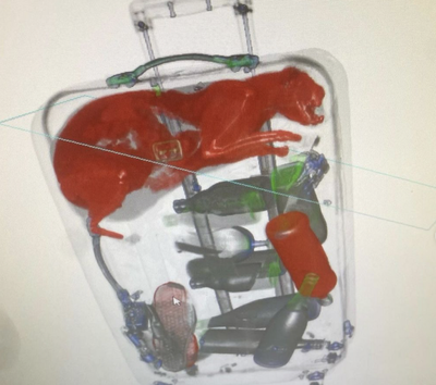 TSA X-ray reveals live cat was trapped in checked luggage at JFK airport