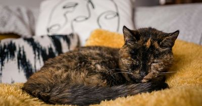 British cat is officially named the oldest in the world - and is same age as owner