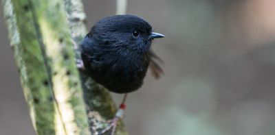 Back from the brink: how genome research is helping the recovery of the Chatham Island black robin