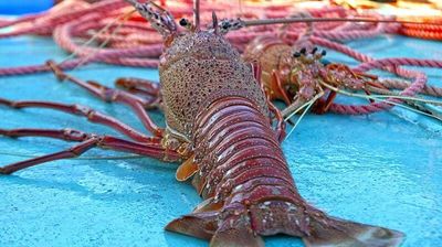 West Australian crayfish bound for high-end Indian hotels after trade agreement