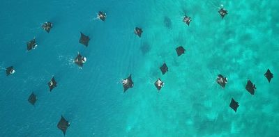Reef manta rays are in decline globally – but new research finds one place in Indonesia where these charismatic rays are thriving