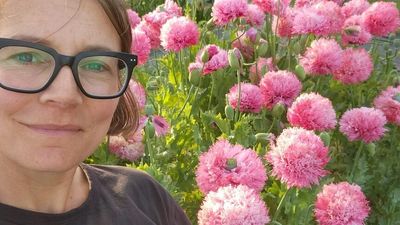 Hobart farmer accidentally grows restricted pharmaceutical poppies for wedding season