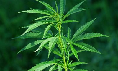 Could hemp be a key tool in fight against climate change?