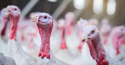 New fears over Christmas turkey supply in Ireland after another flock gets avian flu