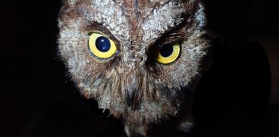 We discovered a new species of owl – but we already think it's in danger