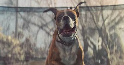 The trampolining boxer dog from John Lewis Christmas advert has died