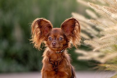 Give a round of app-paws for the 3 new breeds in the National Dog Show