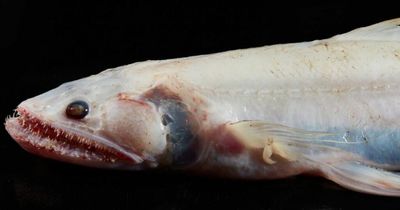 Horrifying 'lizard fish' with rows of razor-sharp teeth found in ocean for first time