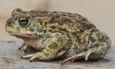 Rediscovered toads, starry flags, and one giant catch – take the Thursday quiz