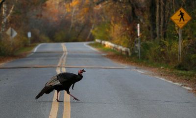 ‘He kind of amps them up’: ‘Kevin’ the ringleader as turkeys terrorize Massachusetts town
