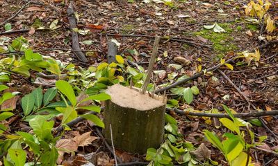 Fewer than 1% of ‘illegal’ tree felling cases in England result in convictions