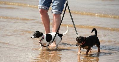 Warning to dog owners as poisonous blocks wash up on Merseyside beach