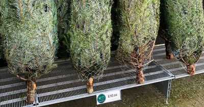 Home Bargains is selling real 5ft Christmas trees for just £10.99