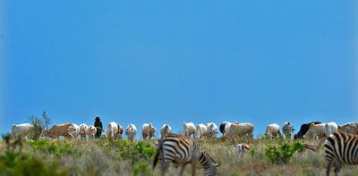 Community wildlife conservation isn't always a win-win solution: the case of Kenya's Samburu