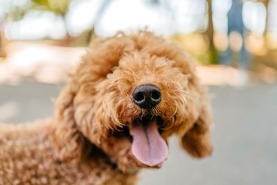 Australia’s dog groomer shortage: ‘So many people got dogs. That’s put a lot of pressure on us’