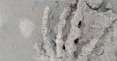 Terrified couple find skeletal 'alien' hand on beach - and scientist says it's not human