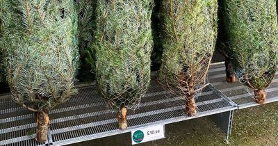 Home Bargains 5ft Christmas trees on sale for just £10.99 this week