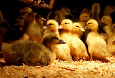 Nestle touts vegan foie gras