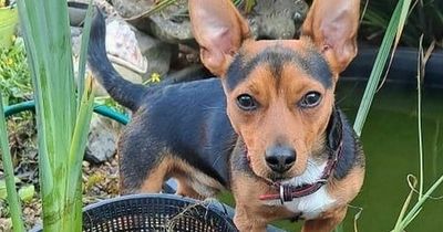 Owner's desperate search for missing dog last seen jumping out of moving car on Severn Bridge