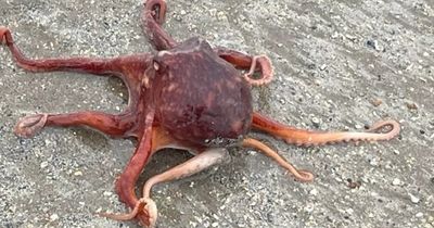 Octopus rescued and helped back into the sea by kind dog walkers on Northumberland beach