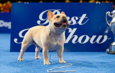 Winston the French bulldog has won the National Dog Show