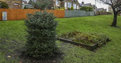 Villagers left fuming over 'massively rip off' 6ft Christmas tree that cost £1,450