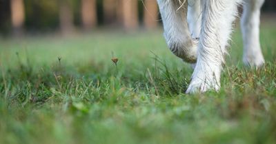 Ukraine war refugees told not to bring pets to Ireland