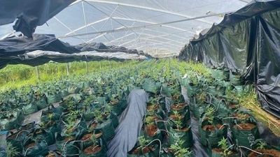Cannabis crop worth $22 million seized by police at remote property near Narrabri