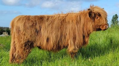 Victorian Highland cow breeder sells heifer for record price of $67,500