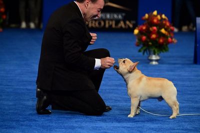 ‘He has razzle-dazzle’: Winston the French bulldog wins National Dog Show