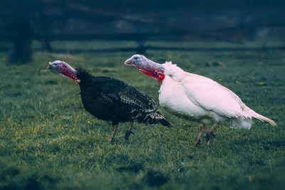 The violent social lives of turkeys