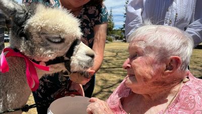 A Woolgoolga wish come true as Elma Miller, 106, enjoys 'bucket list' meeting with alpacas