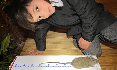 The littlest rat catchers: New Zealand schoolchildren trap and kill 600 pests in 100 days
