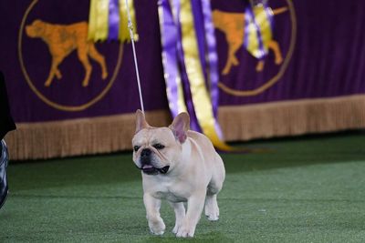 French Bulldog partially owned by Chargers’ Morgan Fox wins National Dog Show