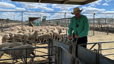 Livestock price volatility has buyers, sellers cautious ahead of Christmas