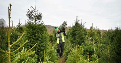 Garda ring of steel at Irish Christmas tree farms amid raid fears