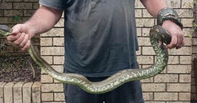 Boy, 5, bitten by giant nine-foot python and dragged into swimming pool