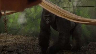 How a huge silverback gorilla moved from Spain to London Zoo