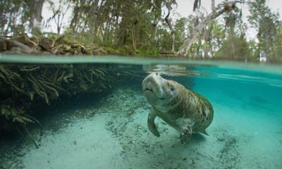 Alarming manatee death toll in Florida prompts calls for endangered status