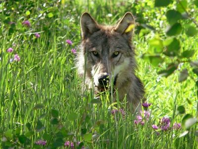 Wolves emboldened by parasite more likely to lead pack: study