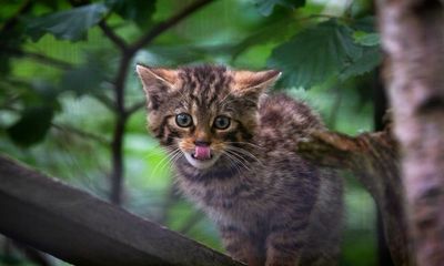 Wildcats could be released in England for first time in hundreds of years