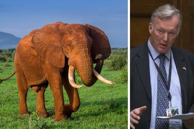 Tory MP claims ban on hunting trophy imports is 'racist' as bill passes first hurdle