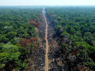 Carrefour still sells beef tied to Brazil deforestation: NGO