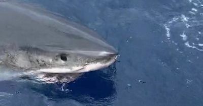 Huge Great White shark comes face-to-face with fishermen surfacing inches from boat