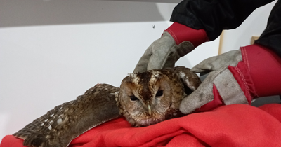 Owl found trapped in dumped fishing line in Scots canal