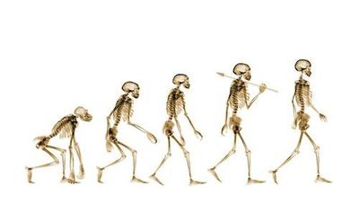 Human evolution: Why walking upright was not inevitable — or even desirable