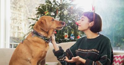 Christmas pet warning as vet lists festive items that could prove fatal