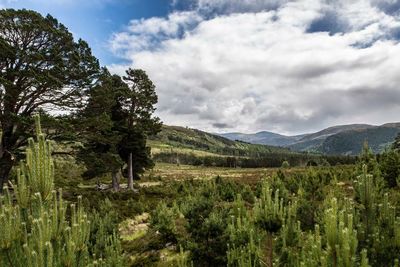 Cairngorms National Park could be net zero within three years, study suggests