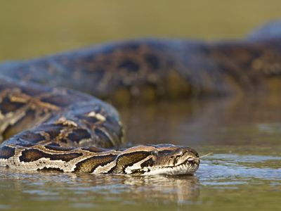 Five-year-old boy rescued from giant python that dragged him into swimming pool