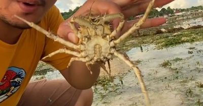 Remarkable footage shows the weird and wonderful sea creatures living under Bali sea